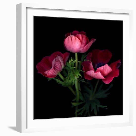 Anemone-Magda Indigo-Framed Photographic Print