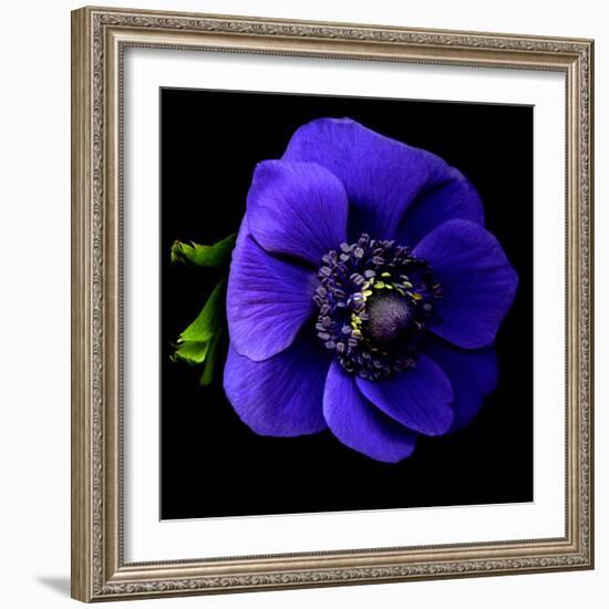 anemone-Magda Indigo-Framed Photographic Print