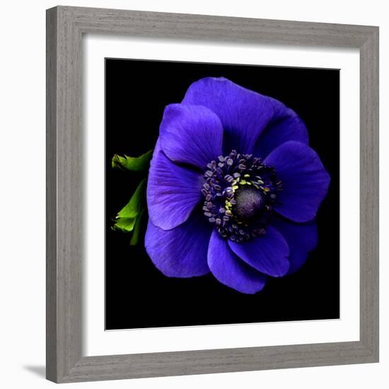 anemone-Magda Indigo-Framed Photographic Print