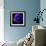 anemone-Magda Indigo-Framed Photographic Print displayed on a wall