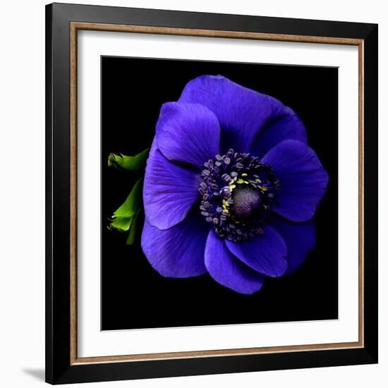 anemone-Magda Indigo-Framed Photographic Print