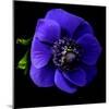 anemone-Magda Indigo-Mounted Photographic Print