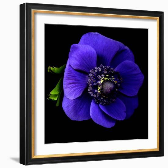 anemone-Magda Indigo-Framed Photographic Print