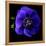 anemone-Magda Indigo-Framed Premier Image Canvas