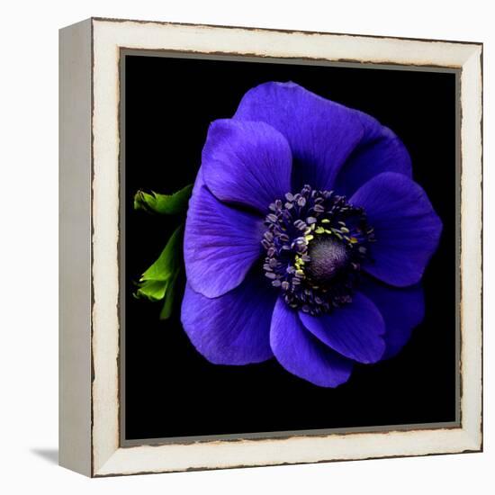 anemone-Magda Indigo-Framed Premier Image Canvas