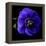 anemone-Magda Indigo-Framed Premier Image Canvas