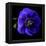 anemone-Magda Indigo-Framed Premier Image Canvas