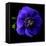 anemone-Magda Indigo-Framed Premier Image Canvas