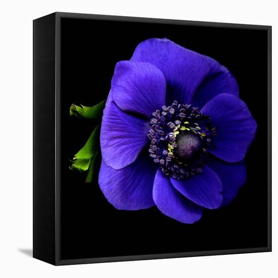 anemone-Magda Indigo-Framed Premier Image Canvas