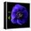 anemone-Magda Indigo-Framed Premier Image Canvas