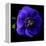 anemone-Magda Indigo-Framed Premier Image Canvas