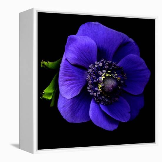 anemone-Magda Indigo-Framed Premier Image Canvas