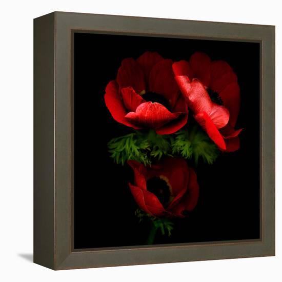 anemone-Magda Indigo-Framed Premier Image Canvas