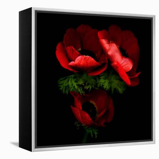 anemone-Magda Indigo-Framed Premier Image Canvas