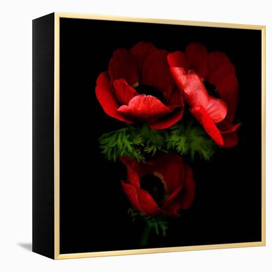 anemone-Magda Indigo-Framed Premier Image Canvas