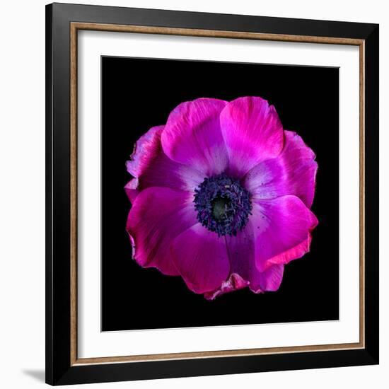 anemone-Magda Indigo-Framed Photographic Print