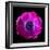 anemone-Magda Indigo-Framed Photographic Print