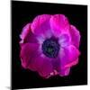 anemone-Magda Indigo-Mounted Photographic Print