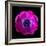 anemone-Magda Indigo-Framed Photographic Print