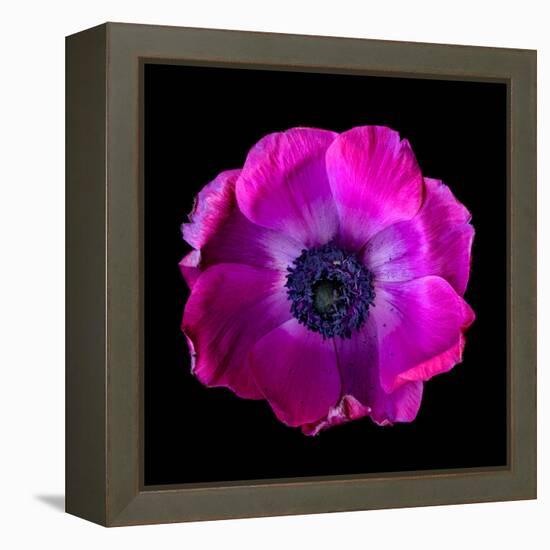 anemone-Magda Indigo-Framed Premier Image Canvas