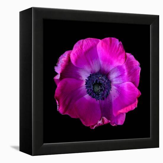 anemone-Magda Indigo-Framed Premier Image Canvas