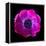 anemone-Magda Indigo-Framed Premier Image Canvas