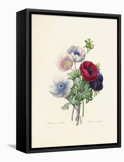 Anemone-Pierre-Joseph Redouté-Framed Premier Image Canvas