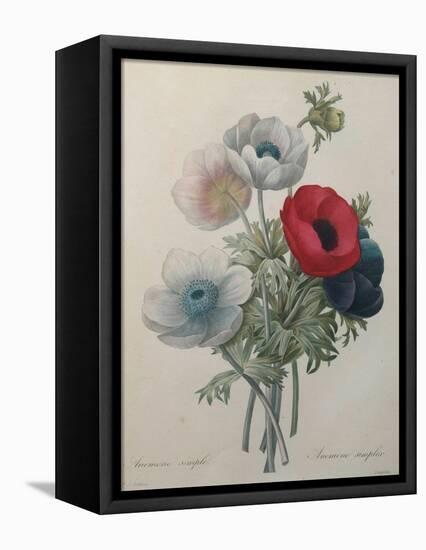 Anemone-Pierre-Joseph Redoute-Framed Stretched Canvas