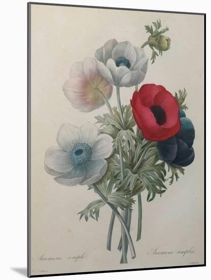 Anemone-Pierre-Joseph Redoute-Mounted Art Print