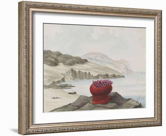 Anemone-Philip Henry Gosse-Framed Giclee Print