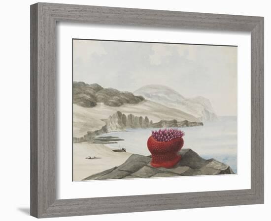 Anemone-Philip Henry Gosse-Framed Giclee Print