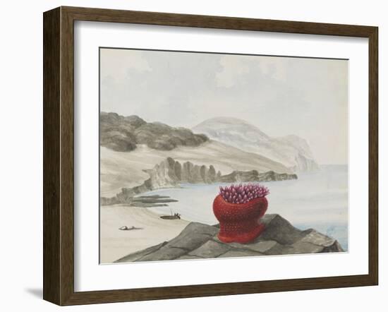 Anemone-Philip Henry Gosse-Framed Giclee Print