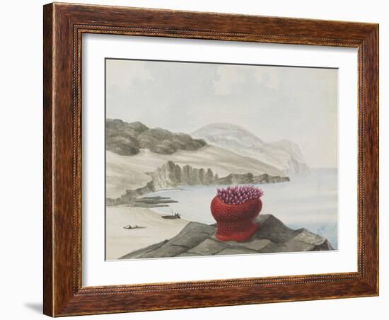 Anemone-Philip Henry Gosse-Framed Giclee Print