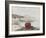 Anemone-Philip Henry Gosse-Framed Giclee Print