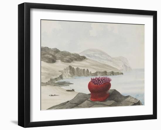 Anemone-Philip Henry Gosse-Framed Giclee Print