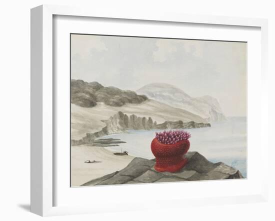 Anemone-Philip Henry Gosse-Framed Giclee Print