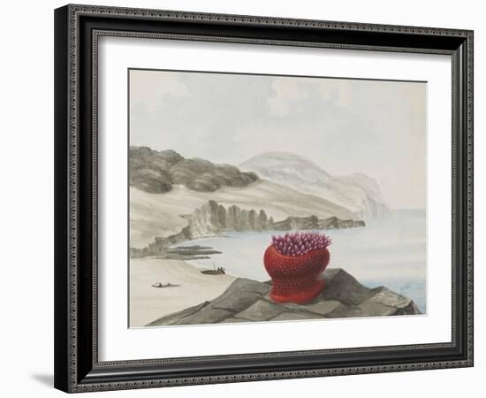 Anemone-Philip Henry Gosse-Framed Giclee Print