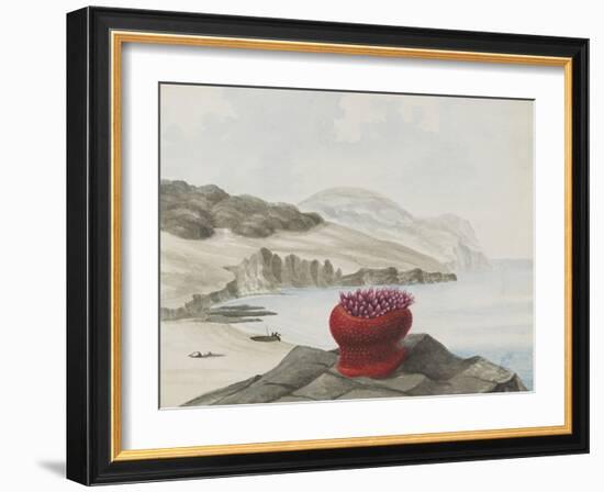 Anemone-Philip Henry Gosse-Framed Giclee Print