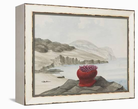 Anemone-Philip Henry Gosse-Framed Premier Image Canvas