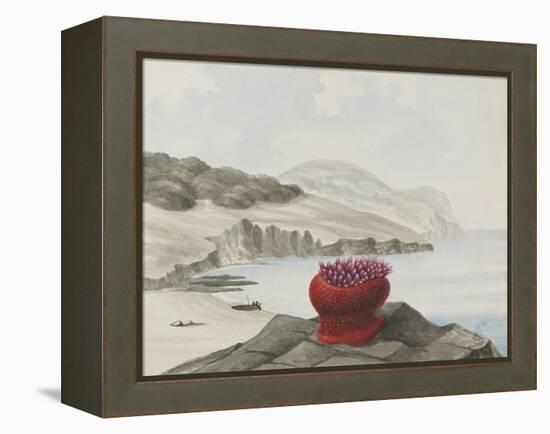 Anemone-Philip Henry Gosse-Framed Premier Image Canvas