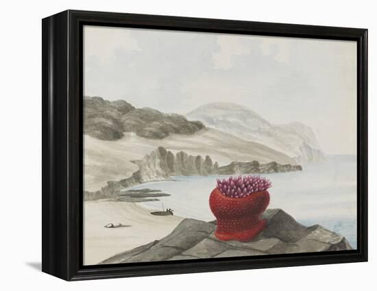 Anemone-Philip Henry Gosse-Framed Premier Image Canvas