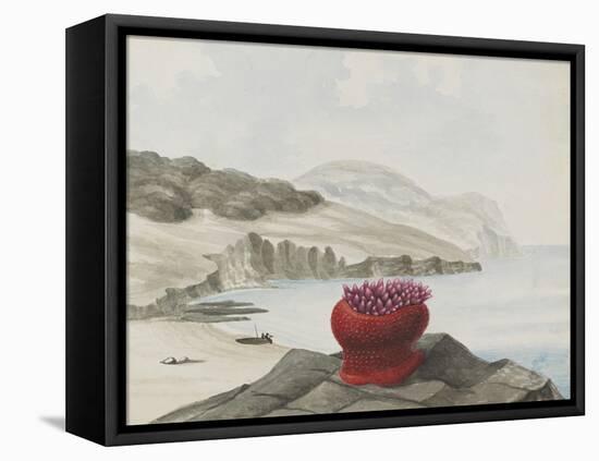 Anemone-Philip Henry Gosse-Framed Premier Image Canvas