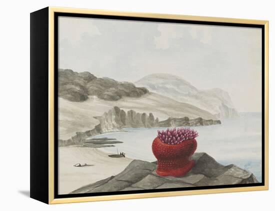 Anemone-Philip Henry Gosse-Framed Premier Image Canvas