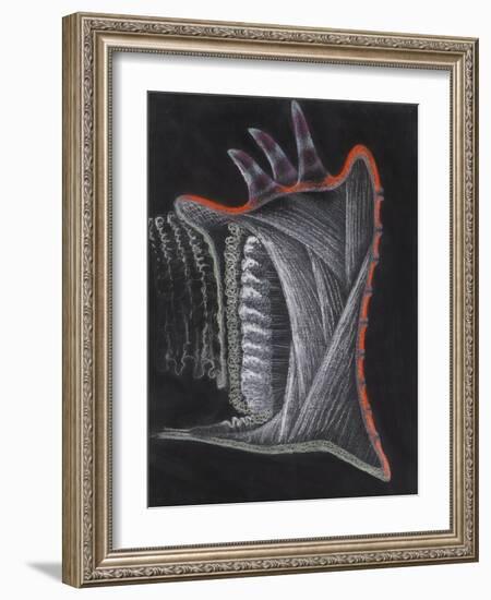 Anemone-Philip Henry Gosse-Framed Giclee Print