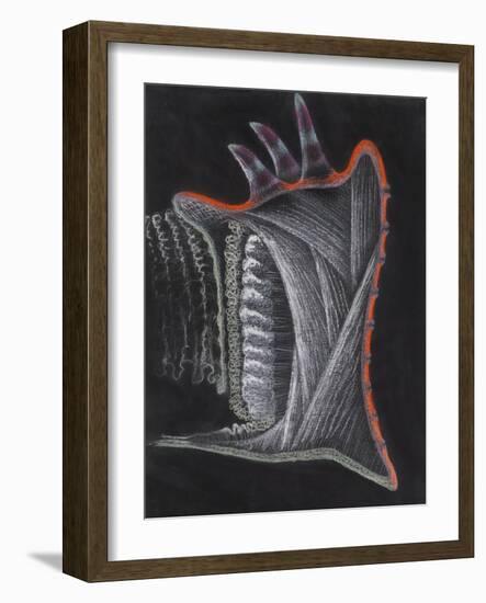 Anemone-Philip Henry Gosse-Framed Giclee Print