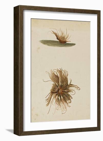Anemone-Philip Henry Gosse-Framed Giclee Print