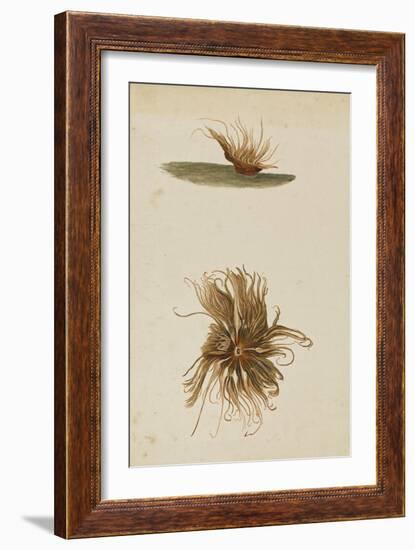 Anemone-Philip Henry Gosse-Framed Giclee Print