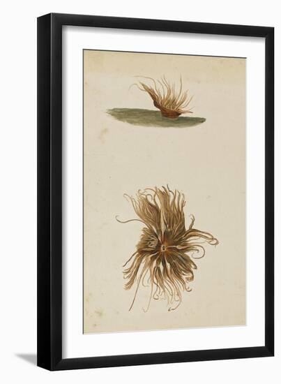 Anemone-Philip Henry Gosse-Framed Giclee Print