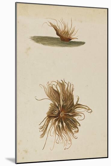 Anemone-Philip Henry Gosse-Mounted Giclee Print