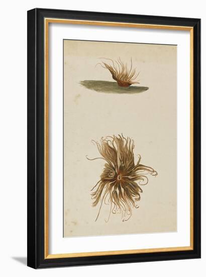 Anemone-Philip Henry Gosse-Framed Giclee Print